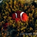 anemonefish_spinecheek_mid_h_0705_png1316.jpg